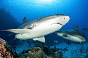 caribbean reef sharks (gardens of the queen_Cuba) by Mathieu Foulquié 